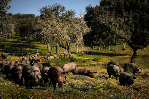 free range black iberico pigs on the dehesa guijelo salamance
