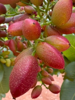 pistachio berries