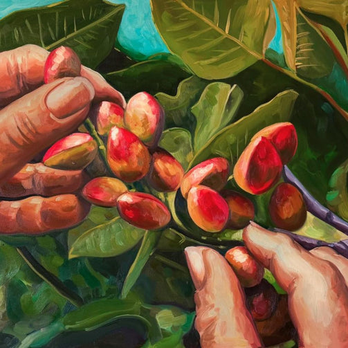 painted picture of pistachios from La Lola